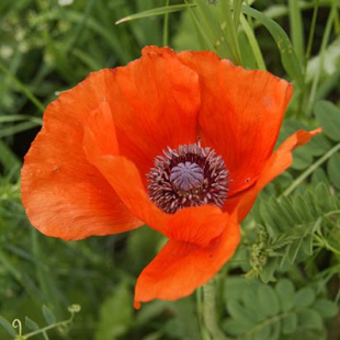 Papaver orientale  @North-east Turkey